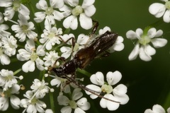 Molorchus umbellatarum
