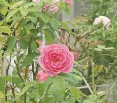 Rosa centifolia
