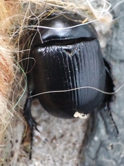 Typhaeus typhoeus