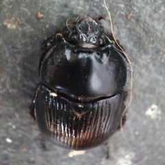 Typhaeus typhoeus