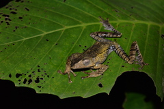 Polypedates otilophus