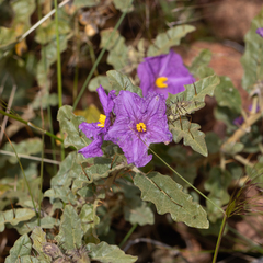 Solanum petrophilum