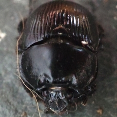 Typhaeus typhoeus