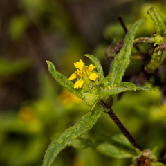Sigesbeckia australiensis