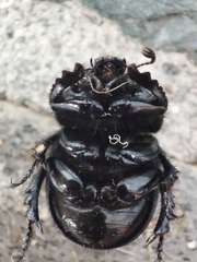Typhaeus typhoeus