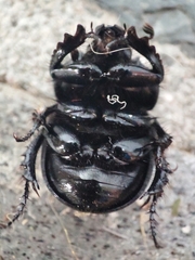 Typhaeus typhoeus