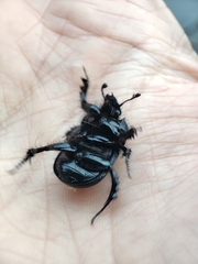 Typhaeus typhoeus