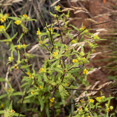 Sigesbeckia australiensis