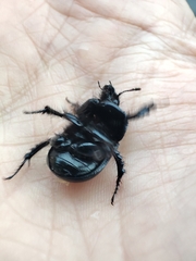 Typhaeus typhoeus