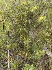 Morella quercifolia