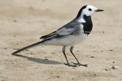 Motacilla alba baicalensis
