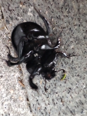 Typhaeus typhoeus
