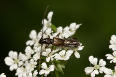 Molorchus umbellatarum