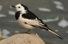 Motacilla alba baicalensis