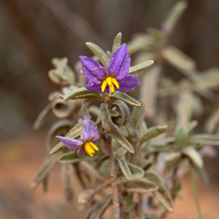 Solanum coactiliferum
