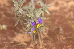 Solanum coactiliferum