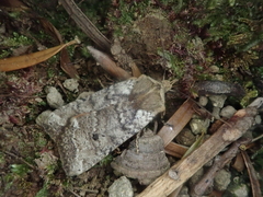 Rhynchaglaea fuscipennis