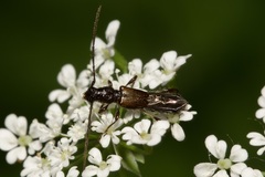 Molorchus umbellatarum