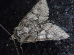 Dryobotodes intermissa