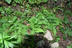 Cystopteris fragilis