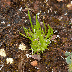 Isoetopsis graminifolia