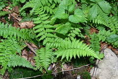 Cystopteris fragilis