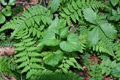 Cystopteris fragilis