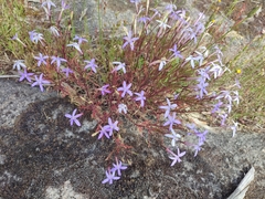 Lithotoma axillaris