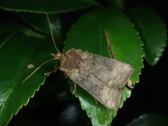 Rhynchaglaea fuscipennis