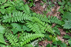 Cystopteris fragilis