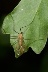 Limonia phragmitidis