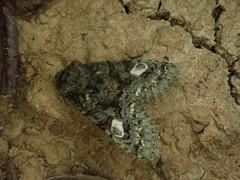 Nyctycia hoenei