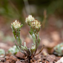 Blennospora drummondii