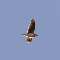 Melanocorypha calandra