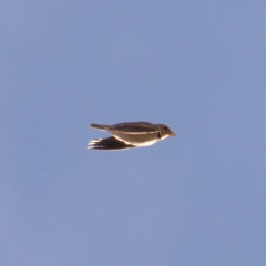 Melanocorypha calandra