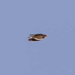 Melanocorypha calandra