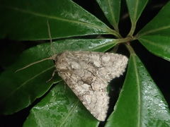 Dryobotodes intermissa