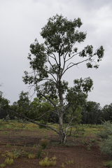 Eucalyptus populnea