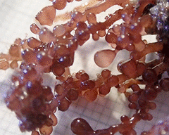 Botryocladia botryoides