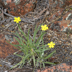Goodenia willisiana