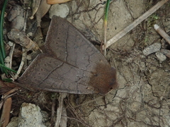 Agrocholorta nawae
