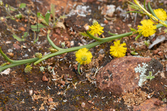 Acacia continua
