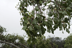 Eucalyptus populnea