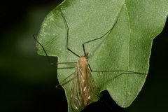 Limonia phragmitidis