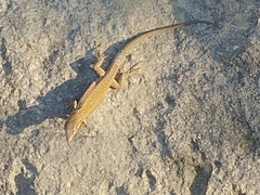 Podarcis filfolensis maltensis