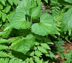Viola acuminata