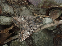 Nyctycia strigidisca