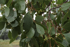 Eucalyptus populnea