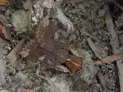 Rhynchaglaea scitula