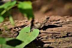 Psammophilus dorsalis